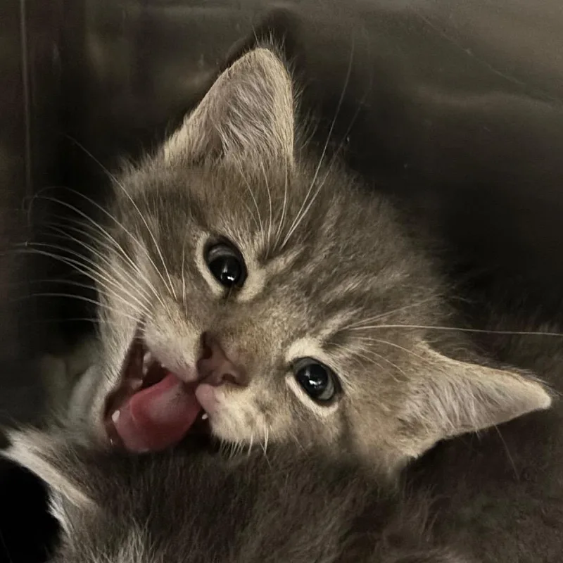 A baby small-sized male Gray / Blue / Silver Domestic Short Hair cat named Buzz for adoption in Newark, NJ