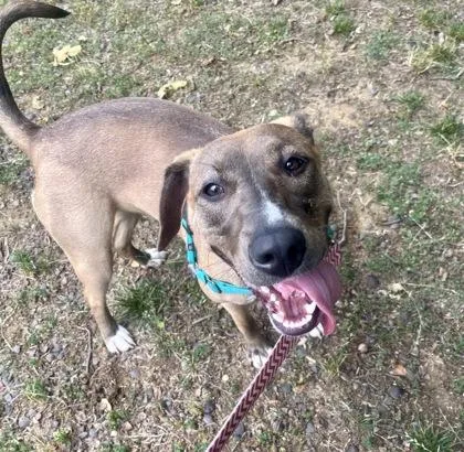 A young medium-sized female Rhodesian Ridgeback dog named Finley for adoption in Annapolis, MD