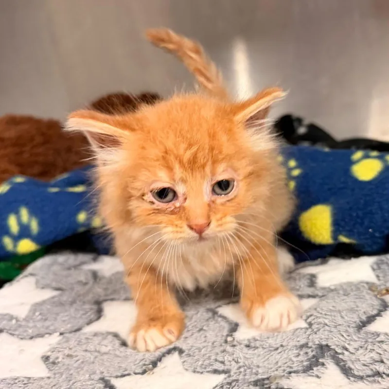 A baby small-sized male Orange / Red Domestic Medium Hair cat named Grady for adoption in Evensville, TN