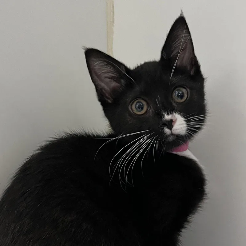 A baby small-sized female Black Domestic Short Hair cat named Michelle for adoption in Oakland, CA