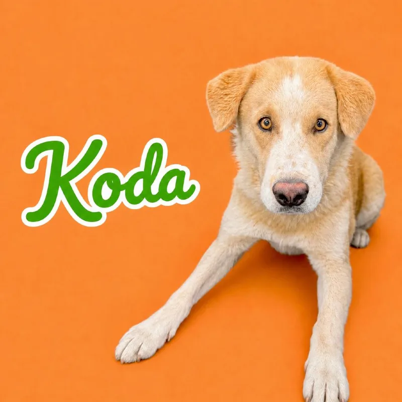 An adult medium-sized male Yellow / Tan / Blond / Fawn Labrador Retriever dog named Koda for adoption in Scottsdale, AZ