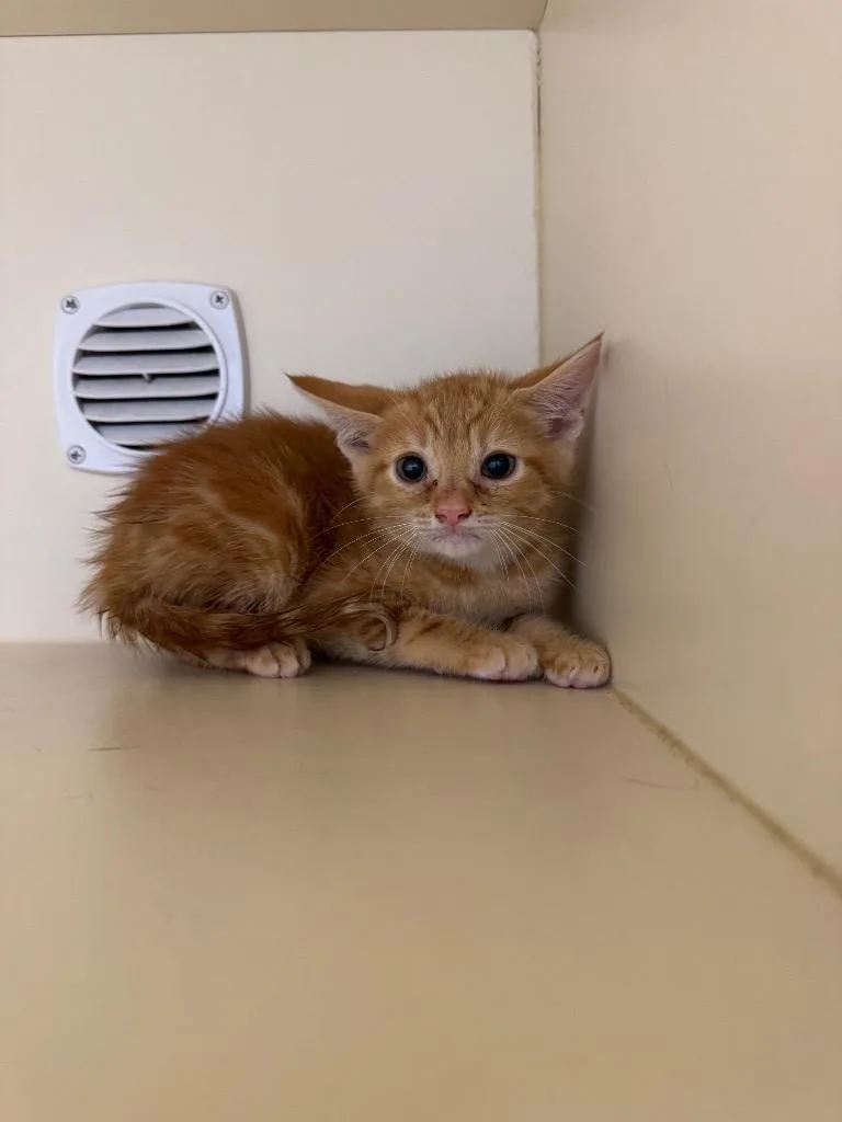 A baby medium-sized male Domestic Short Hair cat named Java for adoption in Bloomington, IN