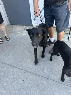 Koda