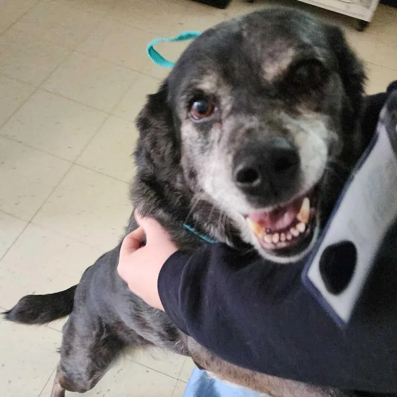 Hughella thumbnail 3