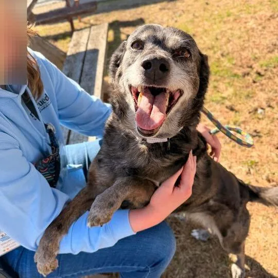 Hughella thumbnail 4