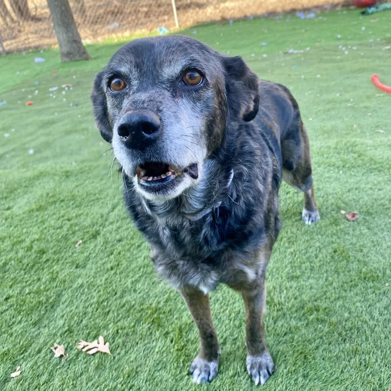 Hughella thumbnail 5