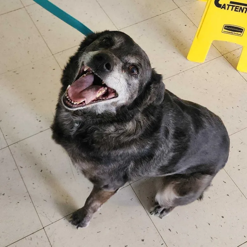 Hughella thumbnail 6