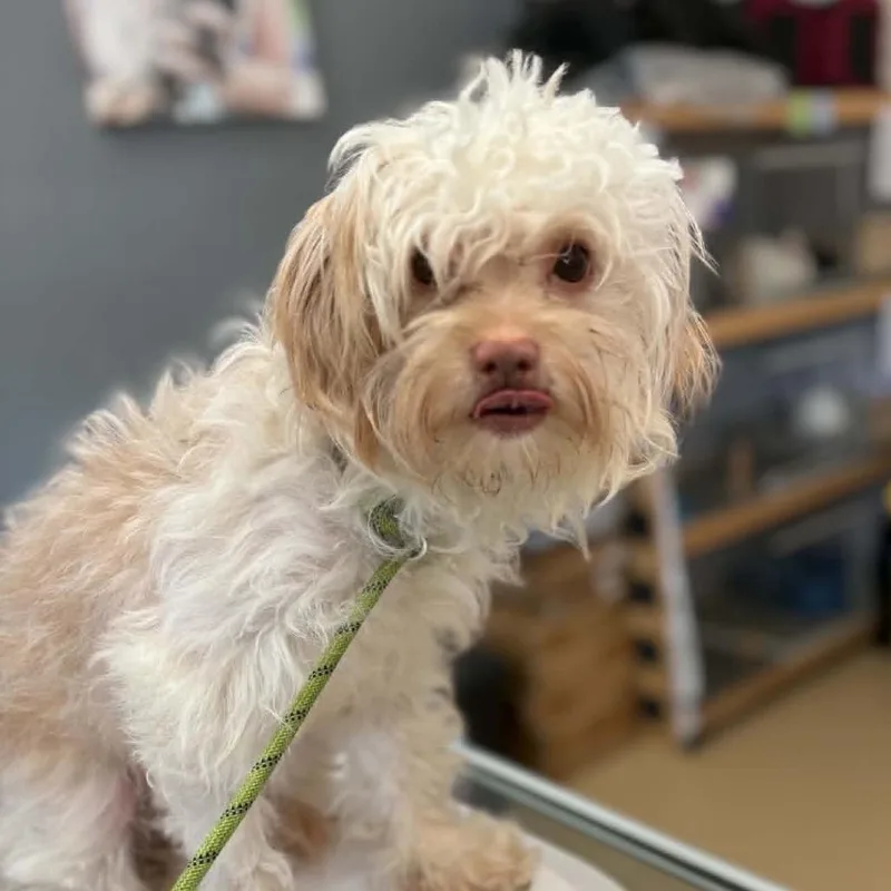 A young small-sized female Yellow / Tan / Blond / Fawn Poodle dog named Rosita Chino Hills Location for adoption in Chino Hills, CA