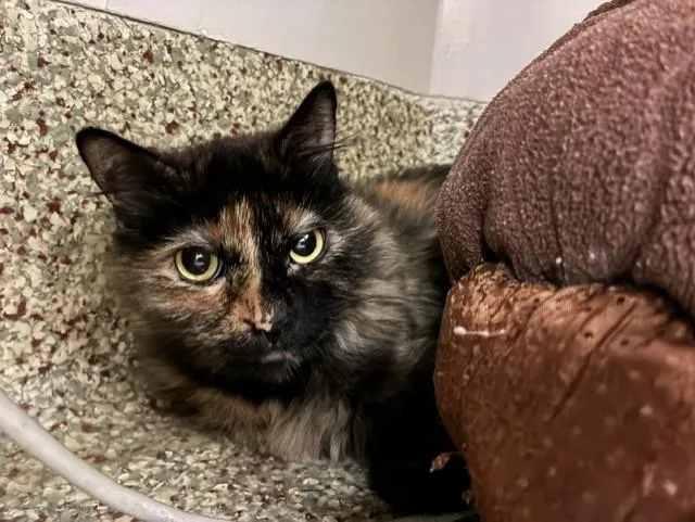 An adult medium-sized female Domestic Short Hair cat named Yuni Verse for adoption in Colorado Springs, CO