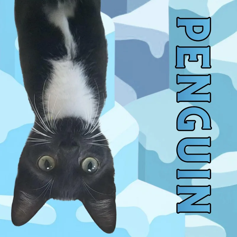 A young small-sized female Black & White / Tuxedo Domestic Short Hair cat named Penguin for adoption in Aransas Pass, TX