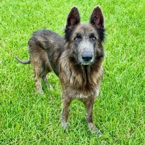 A young large-sized female German Shepherd Dog dog named Gypsy for adoption in Conroe, TX