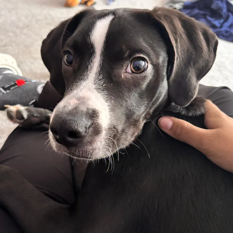 A young medium-sized male Black Border Collie dog named Zylow for adoption in Melbourne, KY