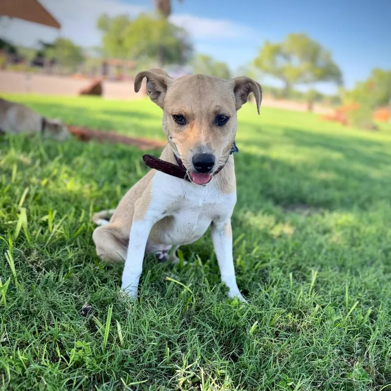 A young small-sized male Terrier dog named Chico for adoption in Pearsall, TX
