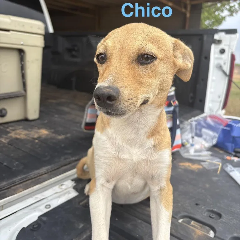 Chico thumbnail 2