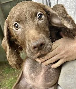A baby medium-sized female Chocolate Labrador Retriever dog named Maria for adoption in Manchester, CT