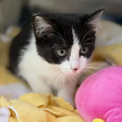 A baby small-sized female Domestic Short Hair cat named Harper for adoption in Cumming, GA