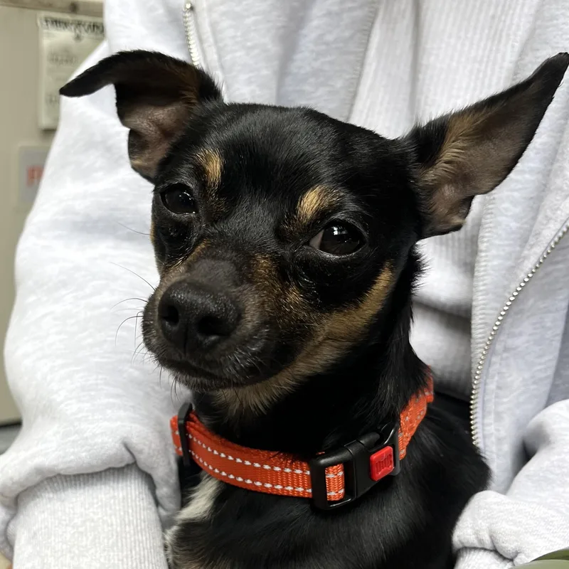 A young small-sized male Bicolor Chihuahua dog named Harpy for adoption in Brooklyn, NY