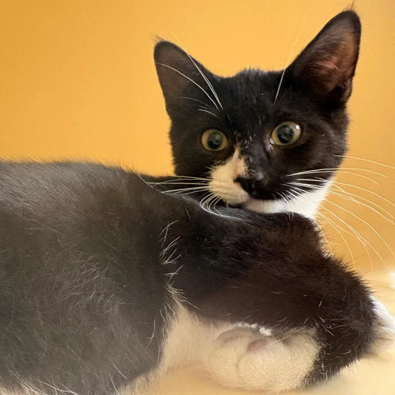 A baby small-sized male Black Domestic Short Hair cat named Aspen for adoption in East Hanover, NJ