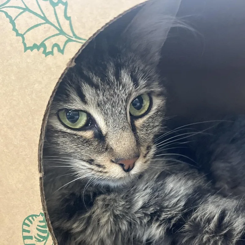 An adult medium-sized female Brown / Chocolate Domestic Short Hair cat named Kiriko for adoption in Reno, NV