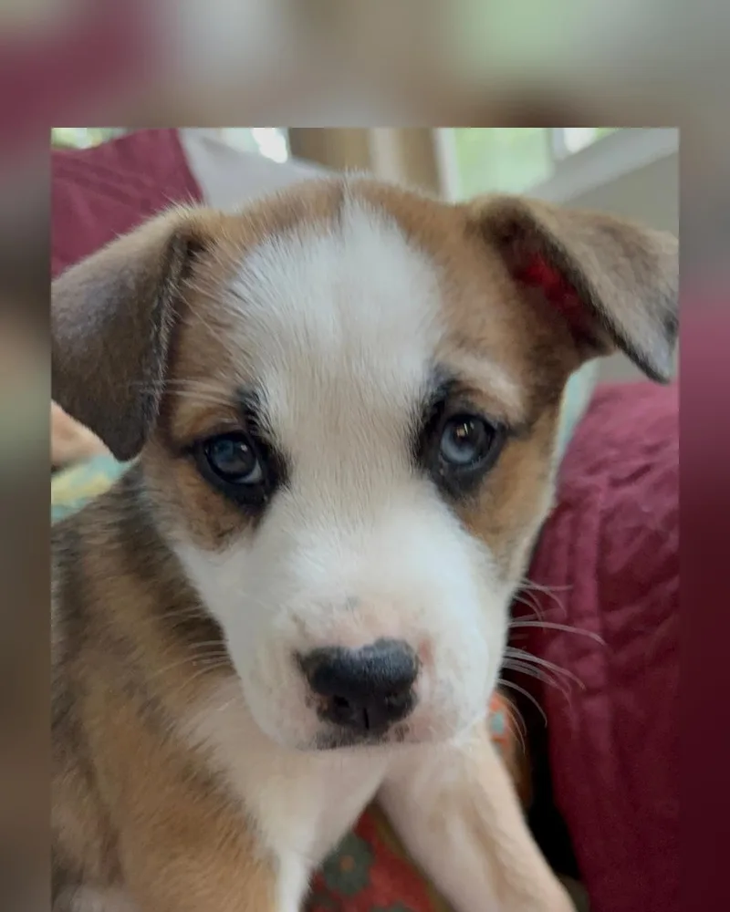 A baby medium-sized female Australian Shepherd dog named Peanut for adoption in Cordova, TN