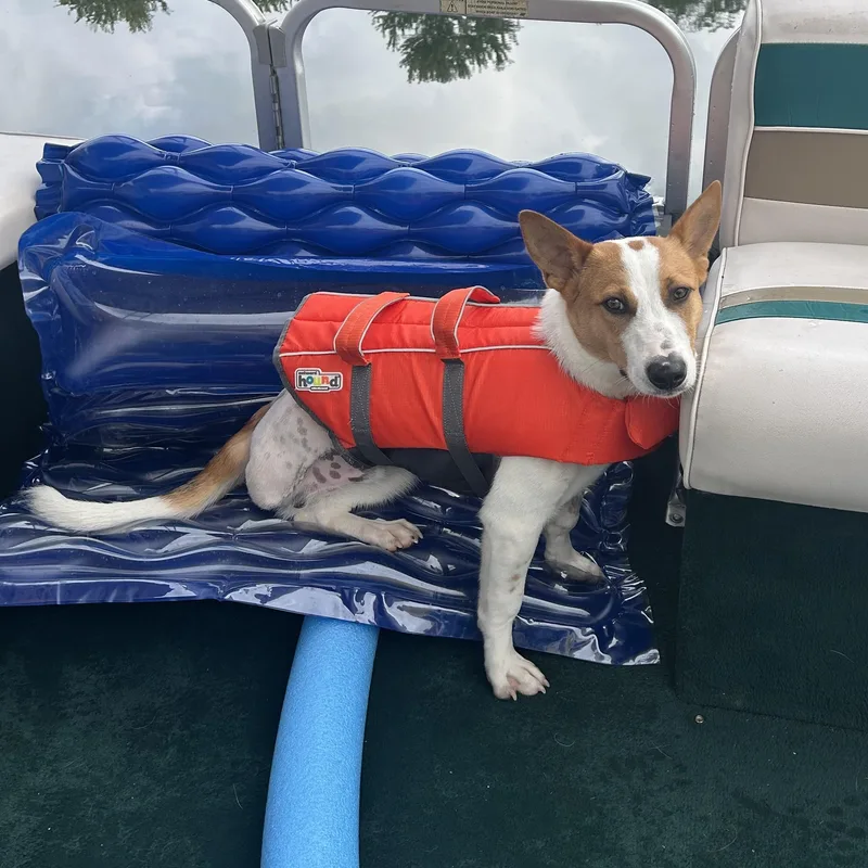 A young small-sized male White / Cream Jack Russell Terrier dog named Evan for adoption in Grafton, OH