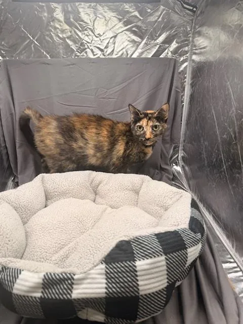 A young large-sized female Domestic Short Hair cat named Muriel for adoption in Appling, GA
