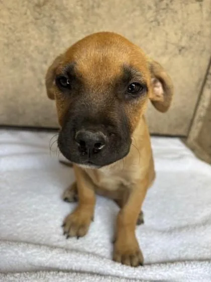 A baby small-sized female Black Mouth Cur dog named Nova for adoption in Honolulu, HI