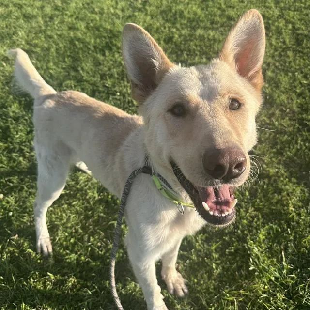 A young large-sized male German Shepherd Dog dog named Marco for adoption in Tucson, AZ