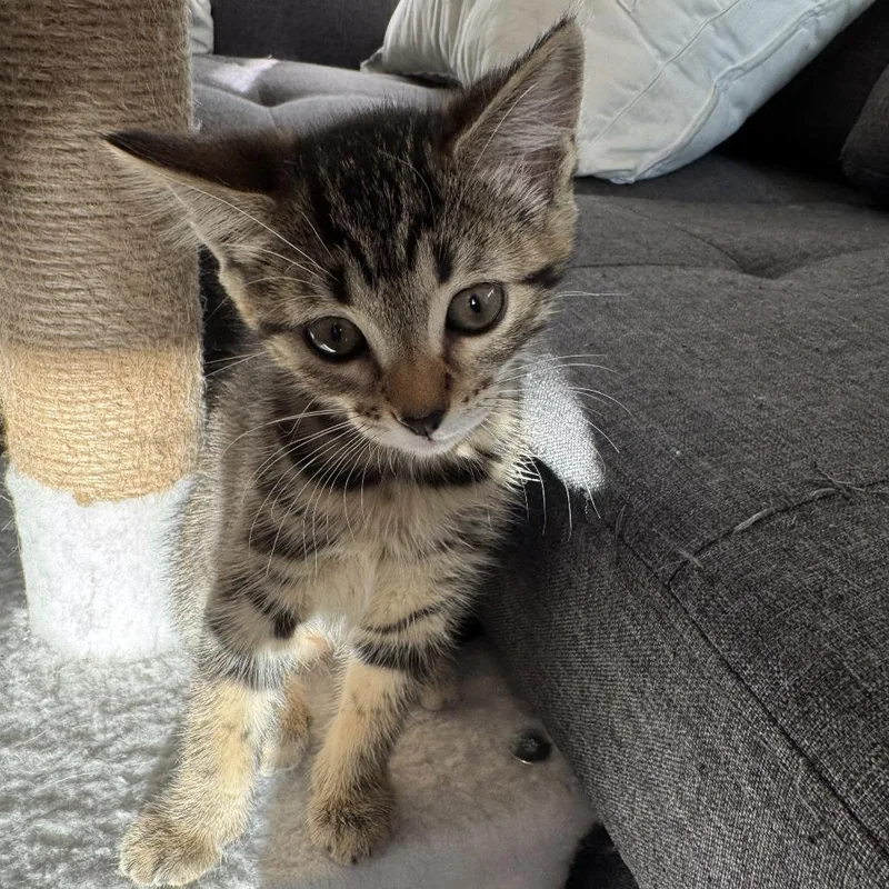 A baby small-sized male Brown / Chocolate Domestic Short Hair cat named Squeakers for adoption in Los Angeles, CA