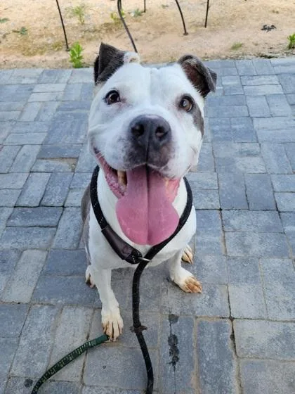 A senior large-sized female Mixed Breed dog named Meatloaf for adoption in Atlanta, GA
