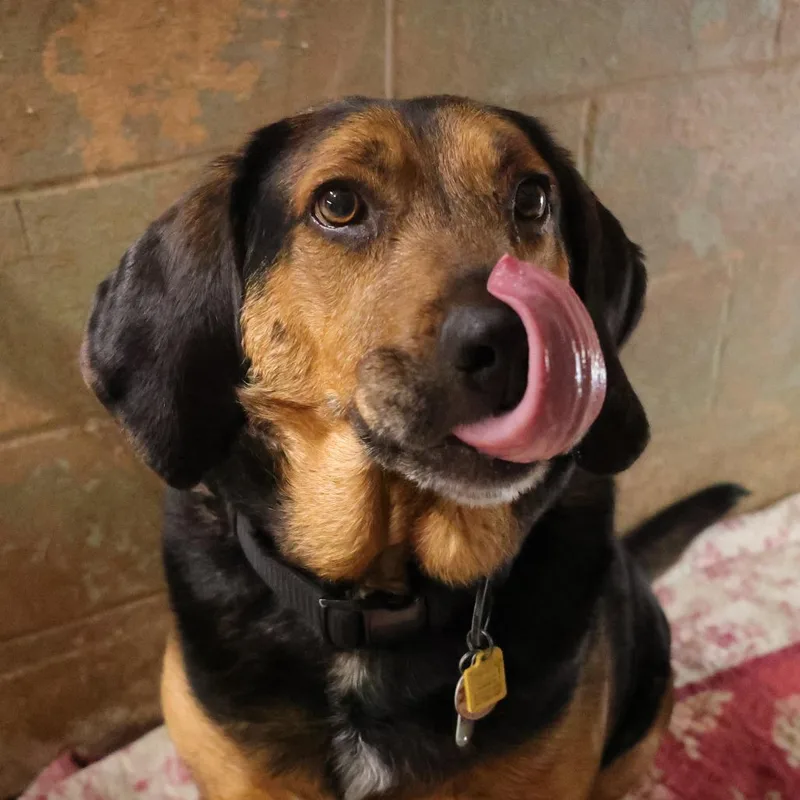 Goober