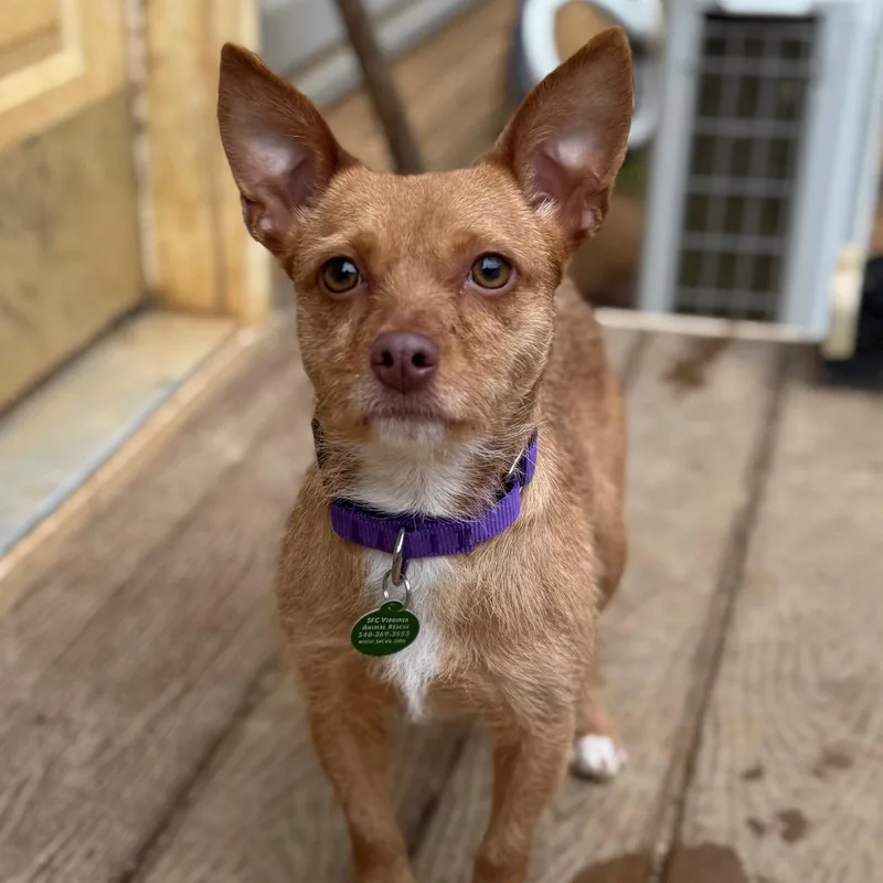 Millicent Goodblade thumbnail 2