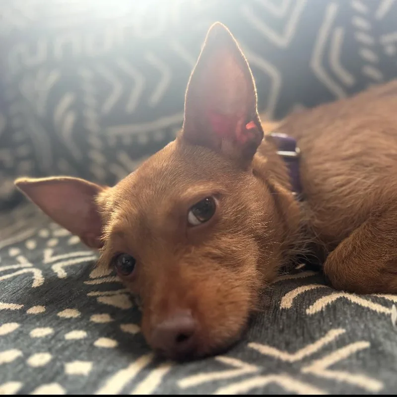 Millicent Goodblade thumbnail 4