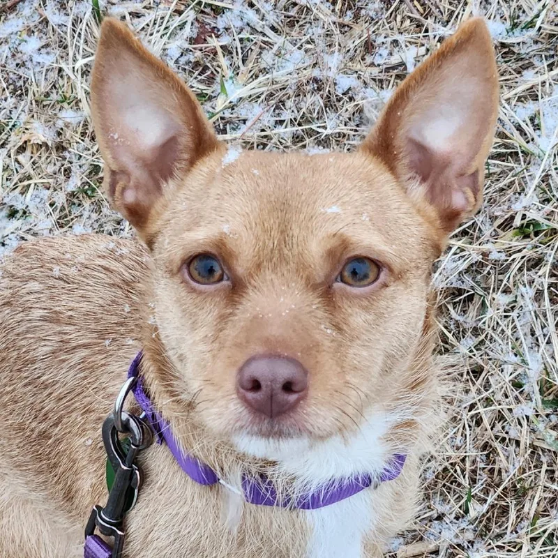 Millicent Goodblade thumbnail 5