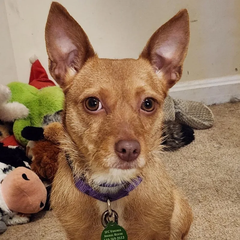 Millicent Goodblade thumbnail 6