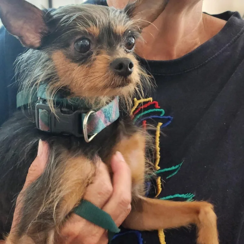 A senior small-sized female Chihuahua dog named Bella for adoption in Lynchburg, VA