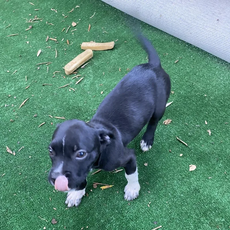 Biscuit