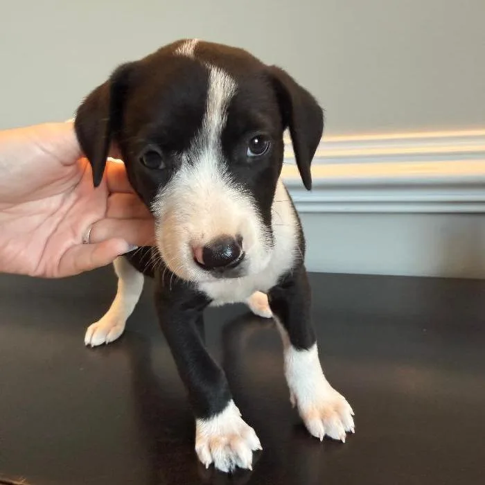 A baby medium-sized male Australian Shepherd dog named Durian for adoption in North Myrtle Beach, SC