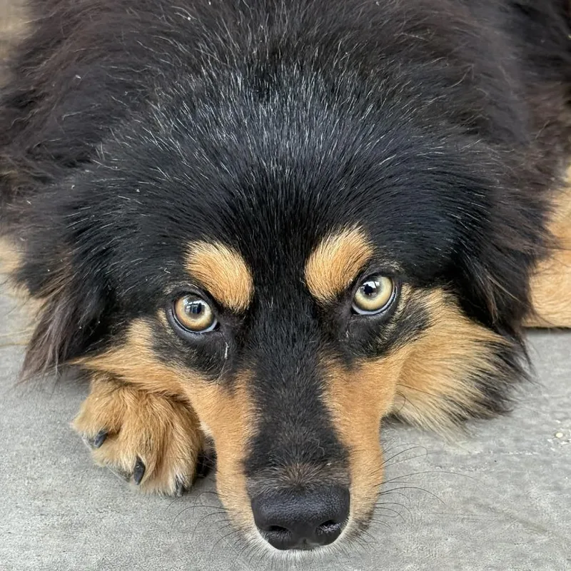 A young medium-sized male Australian Shepherd dog named Copper for adoption in Gordonsville, TN