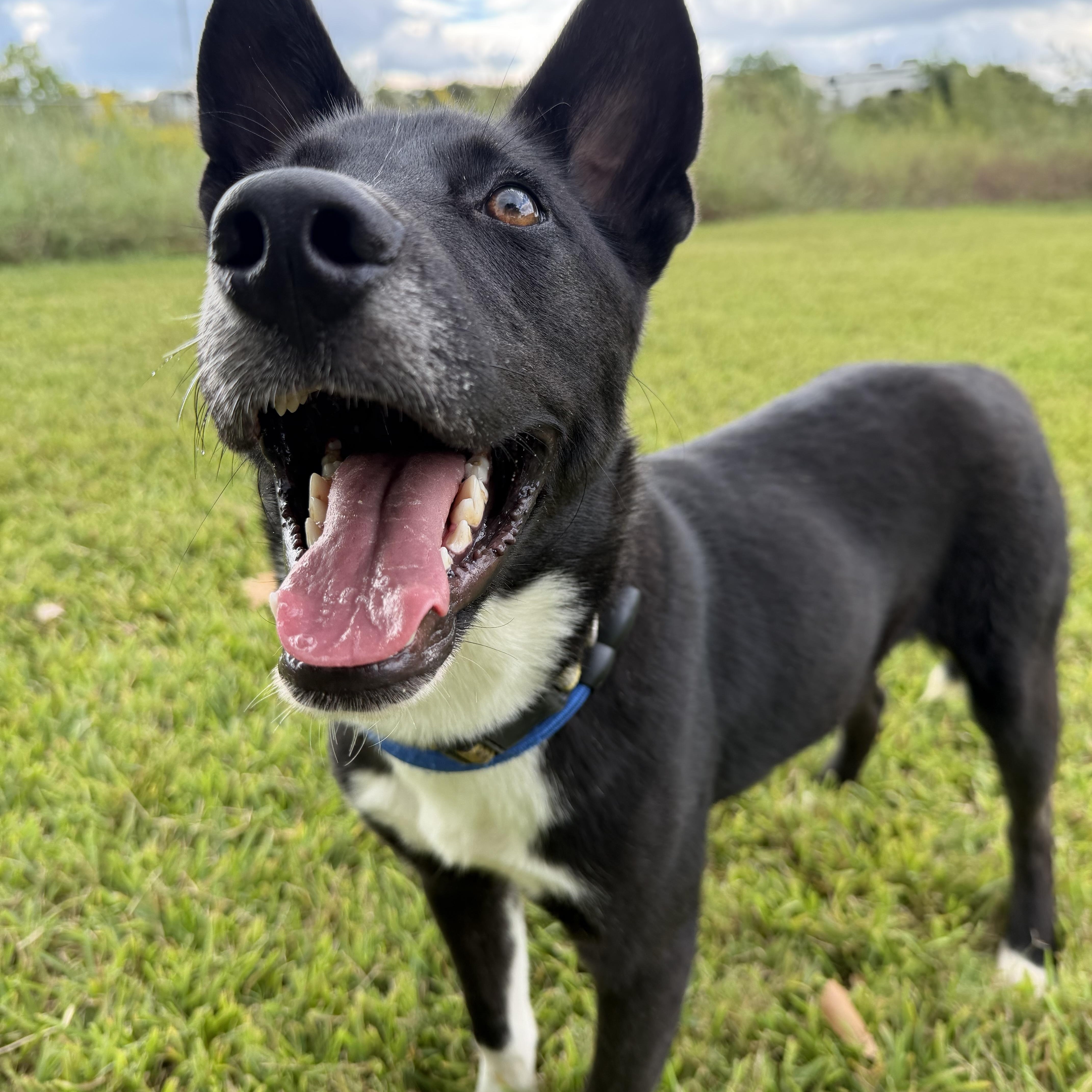 A young medium-sized male Australian Shepherd dog named Wesley for adoption in Pearland, TX