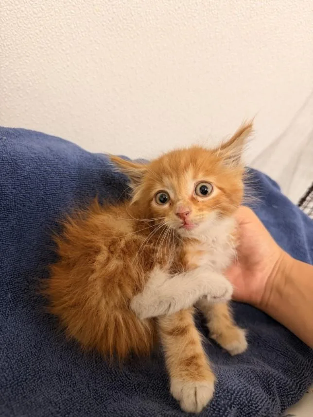 A baby small-sized male Domestic Short Hair cat named Cruiser for adoption in Hayward, CA