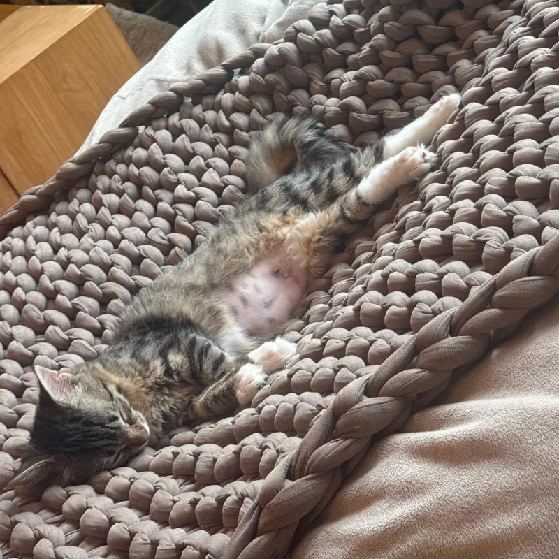 A baby small-sized female Brown / Chocolate Domestic Short Hair cat named Pixie Stix for adoption in Middle Village, NY