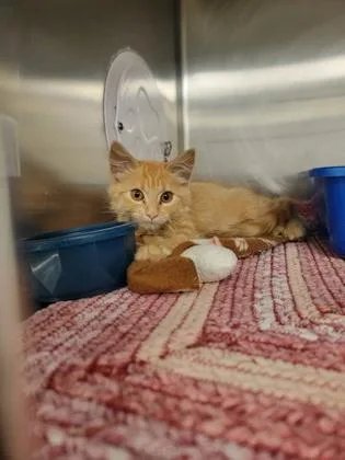 A baby small-sized female Domestic Medium Hair cat named Toffee for adoption in Fergus Falls, MN
