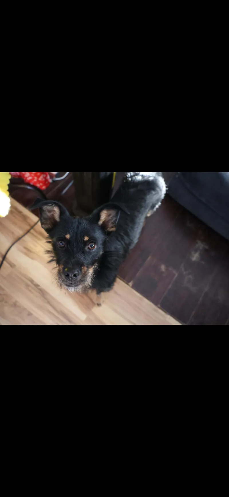 A young small-sized male Dachshund dog named Ernie for adoption in Cortez, CO