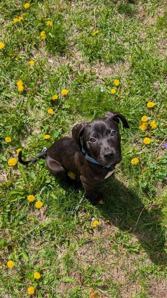 A baby large-sized male Black Mixed Breed dog named Trix for adoption in Lansing, MI