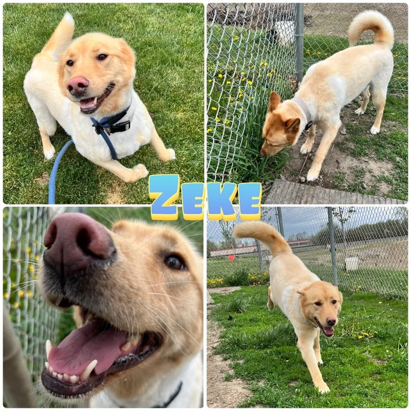 Zeke thumbnail 3