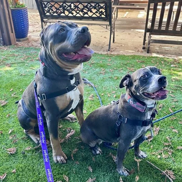 An adult extra large-sized male Pit Bull Terrier dog named Meatloaf for adoption in Vallejo, CA