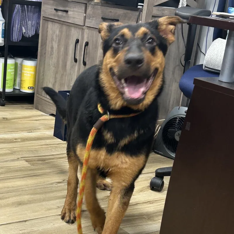A baby medium-sized female Black Shepherd dog named Duchess for adoption in Newark, NJ