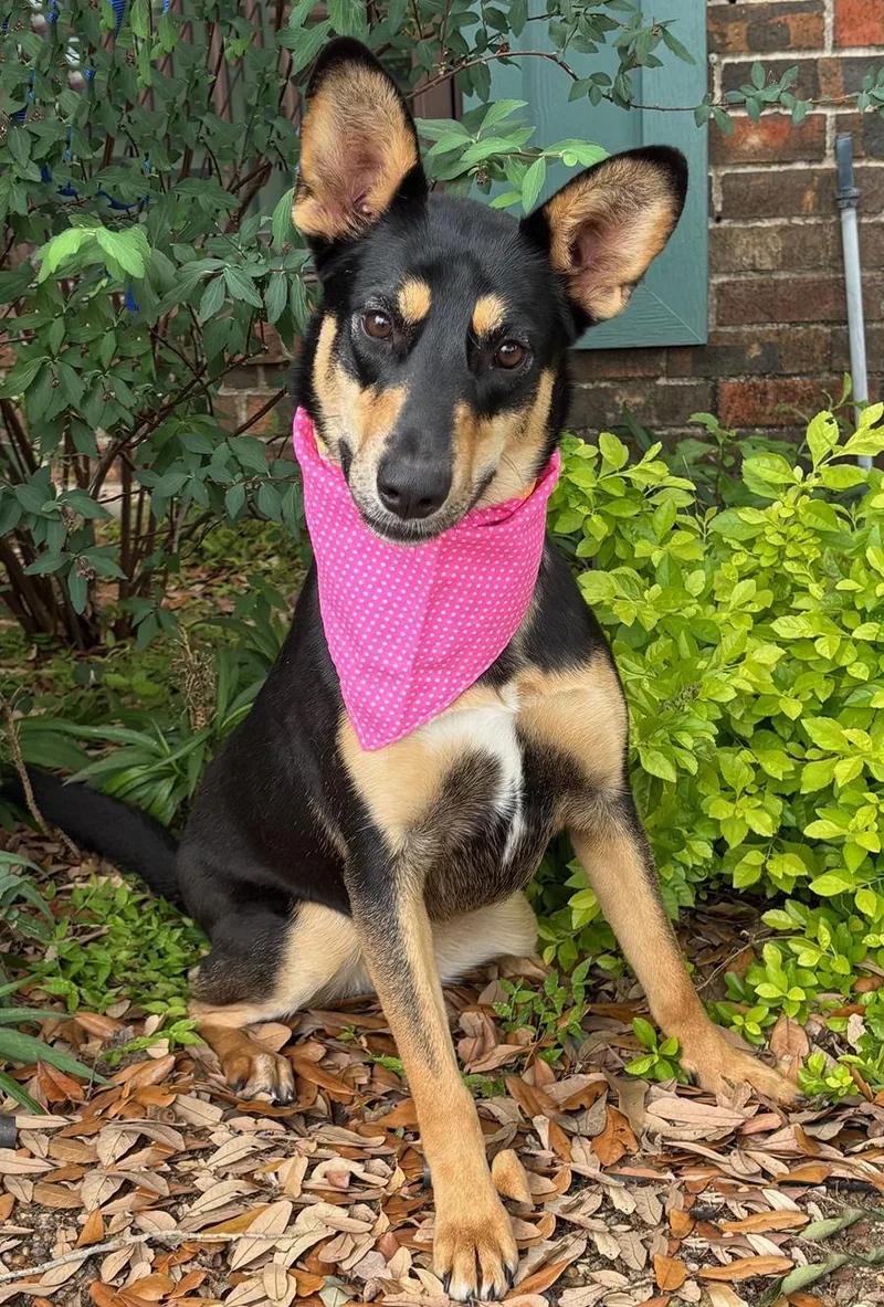A young medium-sized female Black Australian Kelpie dog named Zora Sweet Girl for adoption in Cypress, TX