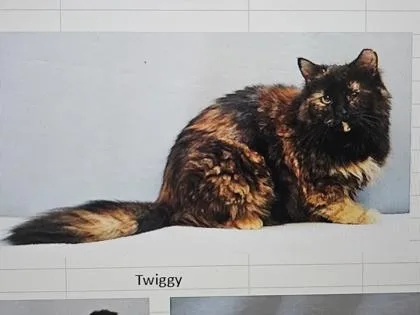 An adult small-sized female Domestic Short Hair cat named Twiggy for adoption in Cincinnati, OH